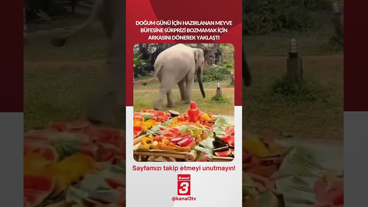 Doğum günü için hazırlanan meyve büfesine sürprizi bozmamak için arkasını