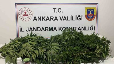 Ankara’da, jandarma ekiplerince icra edilen narkotik operasyonunda yaklaşık 150 kök