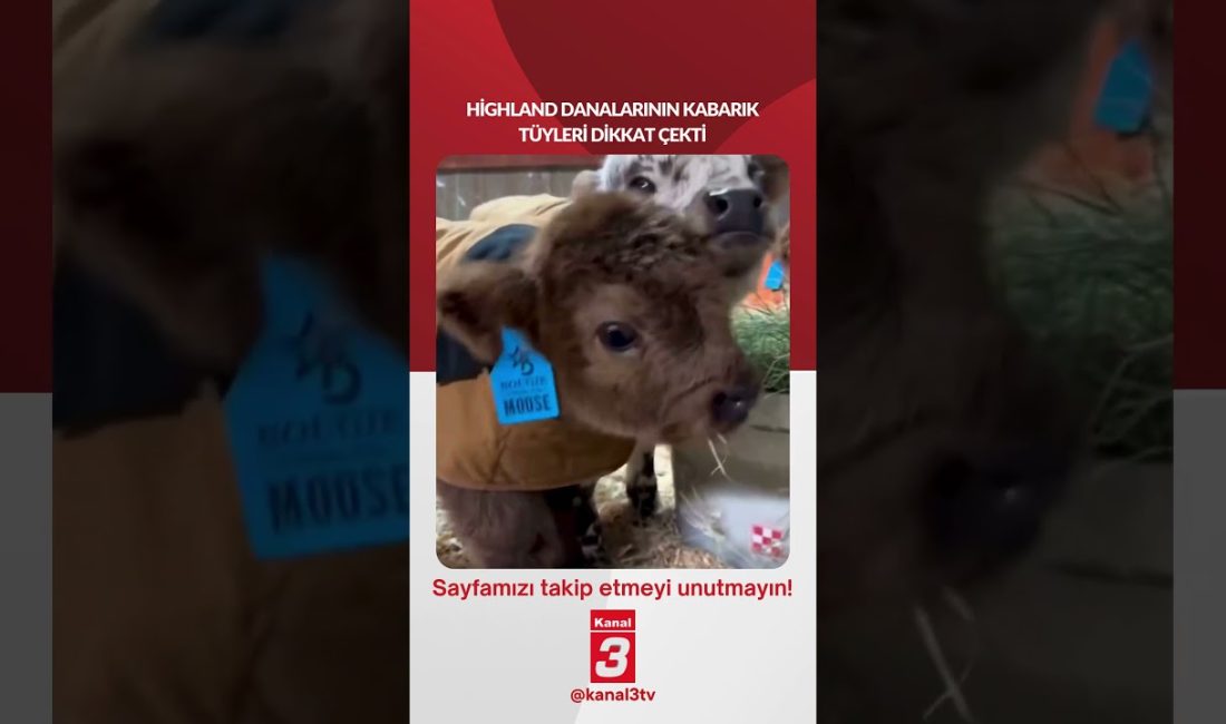 Highland danalarının kabarık tüyleri dikkat çekti… 📶https://kanal3.com.tr/ Sosyal Medya Hesaplarımızı