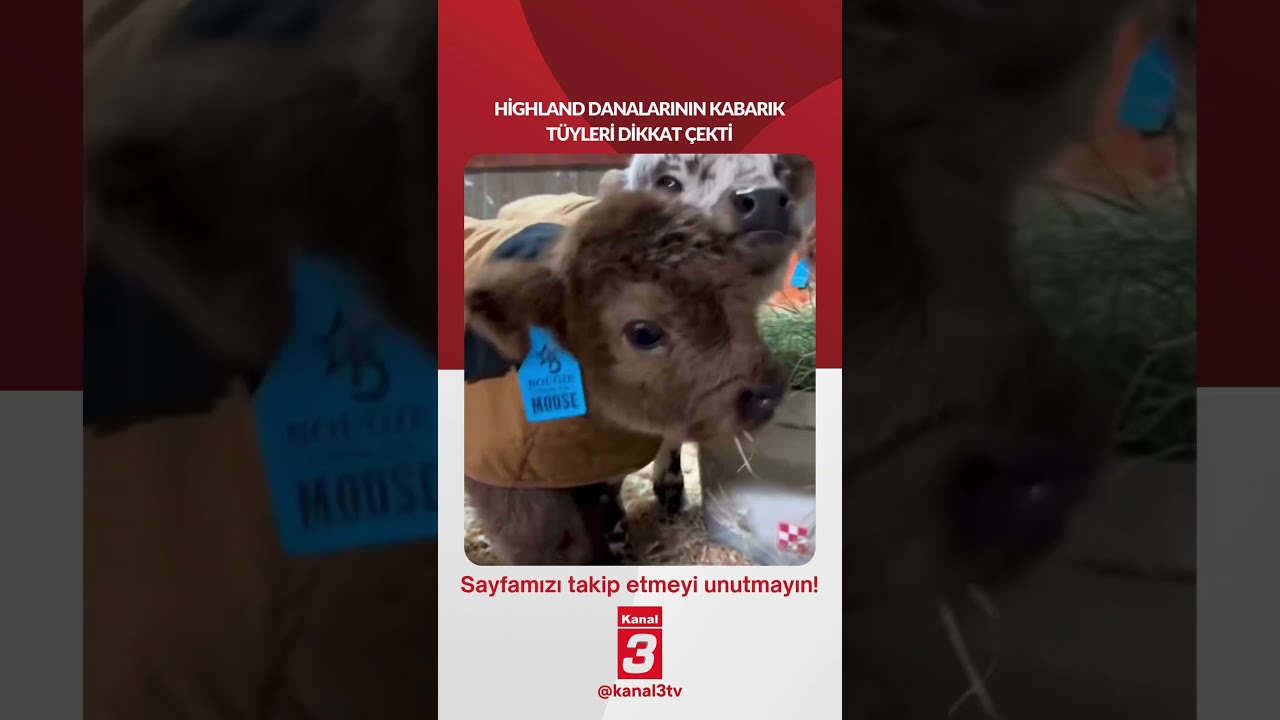 Highland danalarının kabarık tüyleri dikkat çekti… 📶https://kanal3.com.tr/ Sosyal Medya Hesaplarımızı