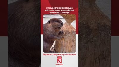 Kanal 3Paz, Temmuz 19, 2026 2:00pmURL:Embed:Kunduz, ağaç kemirdiği sırada aniden