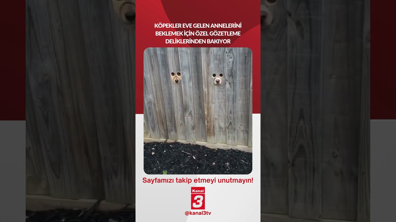 Köpekler eve gelen annelerini beklemek için özel gözetleme deliklerinden bakıyor…