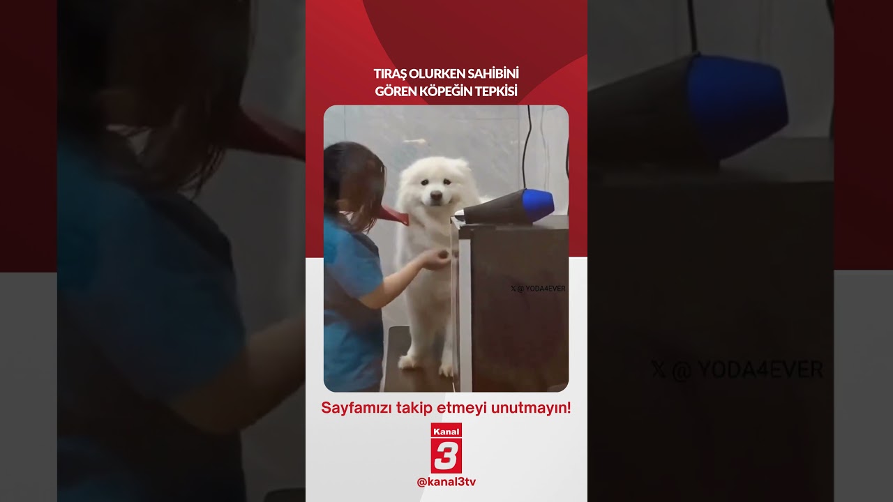 Tıraş olurken sahibini gören köpeğin tepkisi… 📶https://kanal3.com.tr/ Sosyal Medya Hesaplarımızı