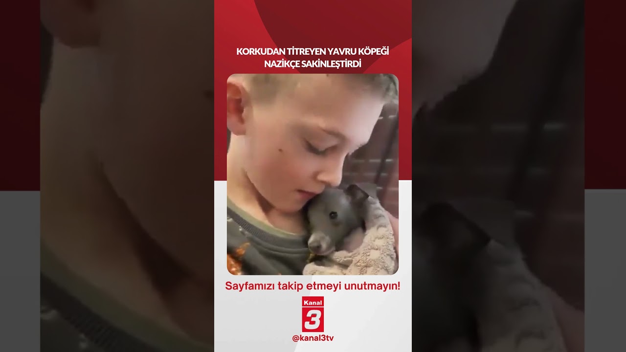 Korkudan titreyen yavru köpeği nazikçe sakinleştirdi… 📶https://kanal3.com.tr/ Sosyal Medya Hesaplarımızı