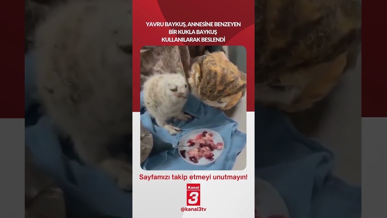 Yavru baykuş, annesine benzeyen bir kukla baykuş kullanılarak beslendi… 📶https://kanal3.com.tr/