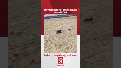 Kanal 3Çar, Temmuz 29, 2026 10:00amURL:Embed:Şişman bir köpekten dinlene dinlene