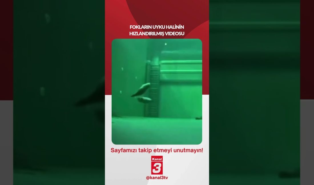 📶https://kanal3.com.tr/ Sosyal Medya Hesaplarımızı Takip Ederek Son Dakika Haberleri Alabilirsiniz;