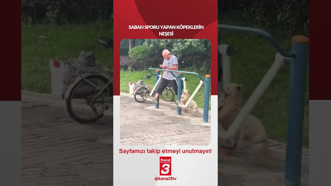 Sabah sporu yapan köpeklerin neşesi… 📶https://kanal3.com.tr/ Sosyal Medya Hesaplarımızı Takip