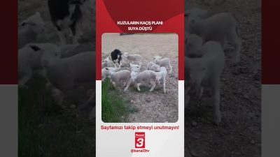Kuzuların kaçış planı suya düştü! 📶https://kanal3.com.tr/ Sosyal Medya Hesaplarımızı Takip
