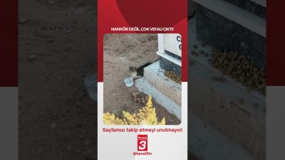 Kanal 3Sal, Temmuz 28, 2026 4:00pmURL:Embed:Sahibinin mezarından bir an olsun