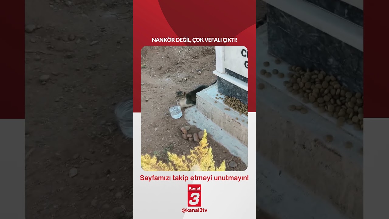 Sahibinin mezarından bir an olsun ayrılmıyor! 📶https://kanal3.com.tr/ Sosyal Medya Hesaplarımızı
