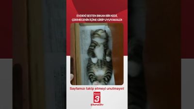 Evdeki sesten bıkan bir kedi, çekmecenin içine girip uyuyakaldı… 📶https://kanal3.com.tr/