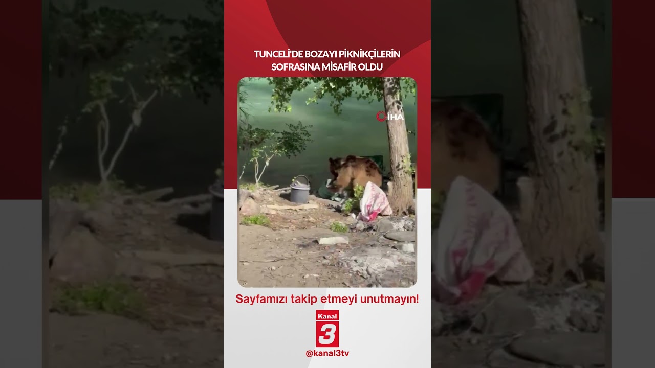 Tunceli’de bozayı piknikçilerin sofrasına misafir oldu… 📶https://kanal3.com.tr/ Sosyal Medya Hesaplarımızı