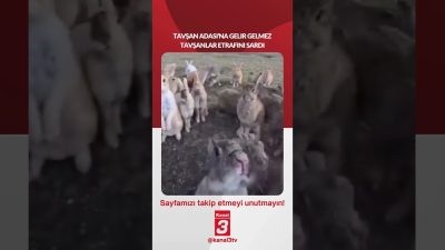 Japonya’daki Tavşan Adası’na gelir gelmez tavşanlar etrafını sardı… 📶https://kanal3.com.tr/ Sosyal