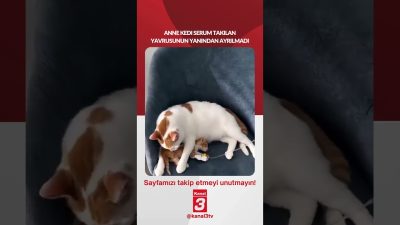 Anne kedi serum takılan yavrusunun yanından ayrılmadı… 📶https://kanal3.com.tr/ Sosyal Medya