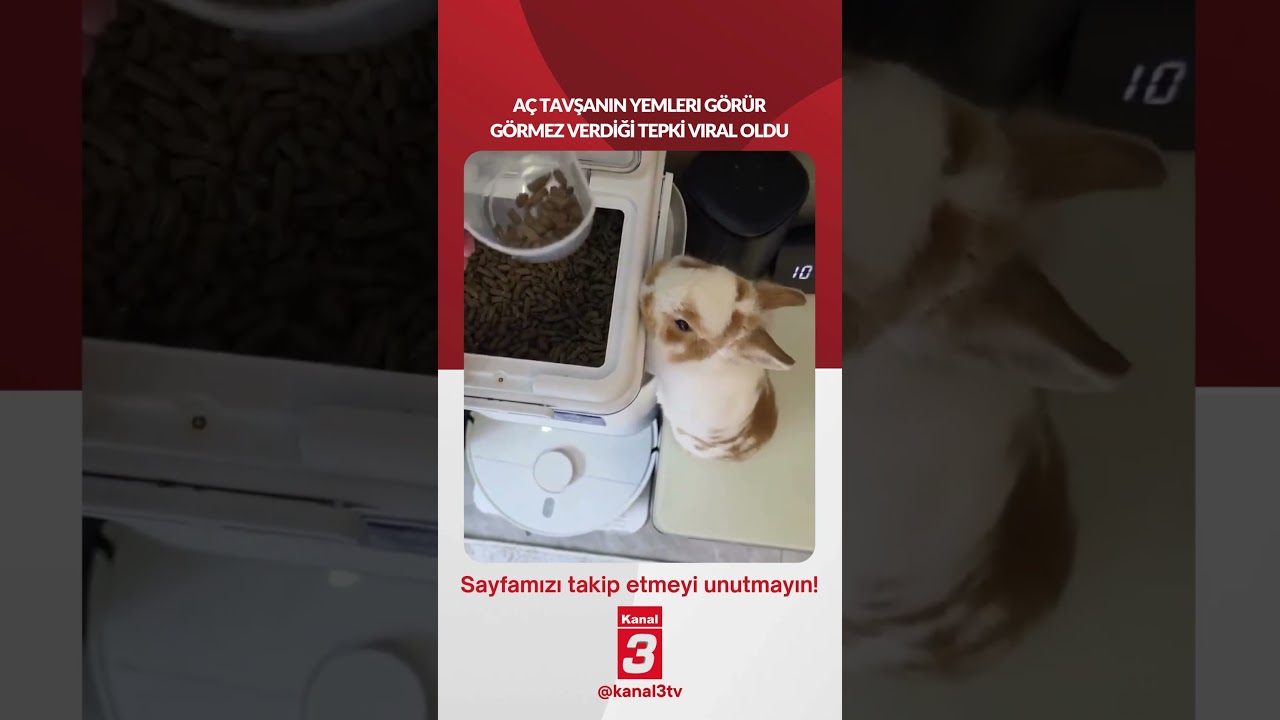 Aç tavşanın yemleri görür görmez verdiği tepki viral oldu… 📶https://kanal3.com.tr/