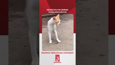 Kanal 3Paz, Temmuz 19, 2026 4:00pmURL:Embed:Dişi Kedi, İki Ayak Üzerinde