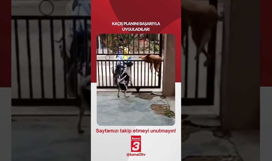 Kaçış planını başarıyla uyguladılar! 📶https://kanal3.com.tr/ Sosyal Medya Hesaplarımızı Takip Ederek