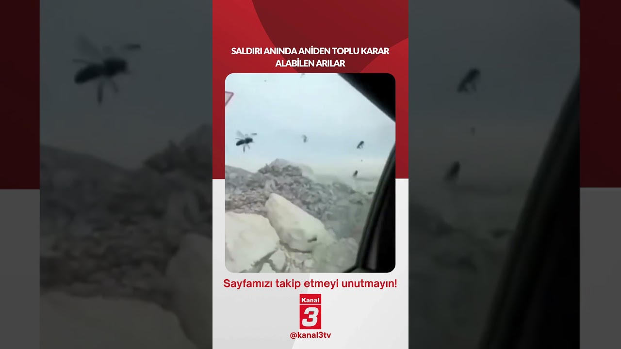 Saldırı anında aniden toplu karar alabilen arılar! 📶https://kanal3.com.tr/ Sosyal Medya