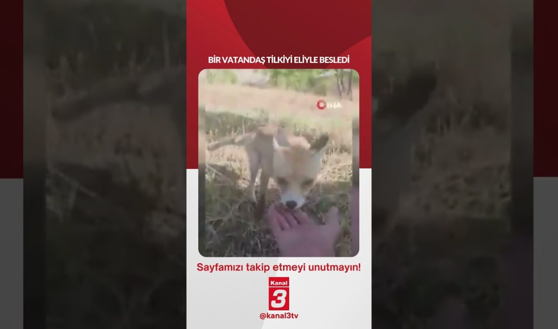 Bir vatandaş tilkiyi eliyle besledi… 📶https://kanal3.com.tr/ Sosyal Medya Hesaplarımızı Takip