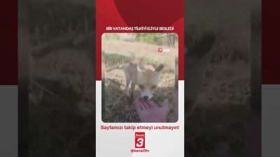 Kanal 3Pts, Temmuz 27, 2026 12:00pmURL:Embed:Bir vatandaş tilkiyi eliyle besledi…