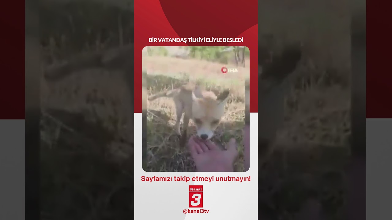 Bir vatandaş tilkiyi eliyle besledi… 📶https://kanal3.com.tr/ Sosyal Medya Hesaplarımızı Takip