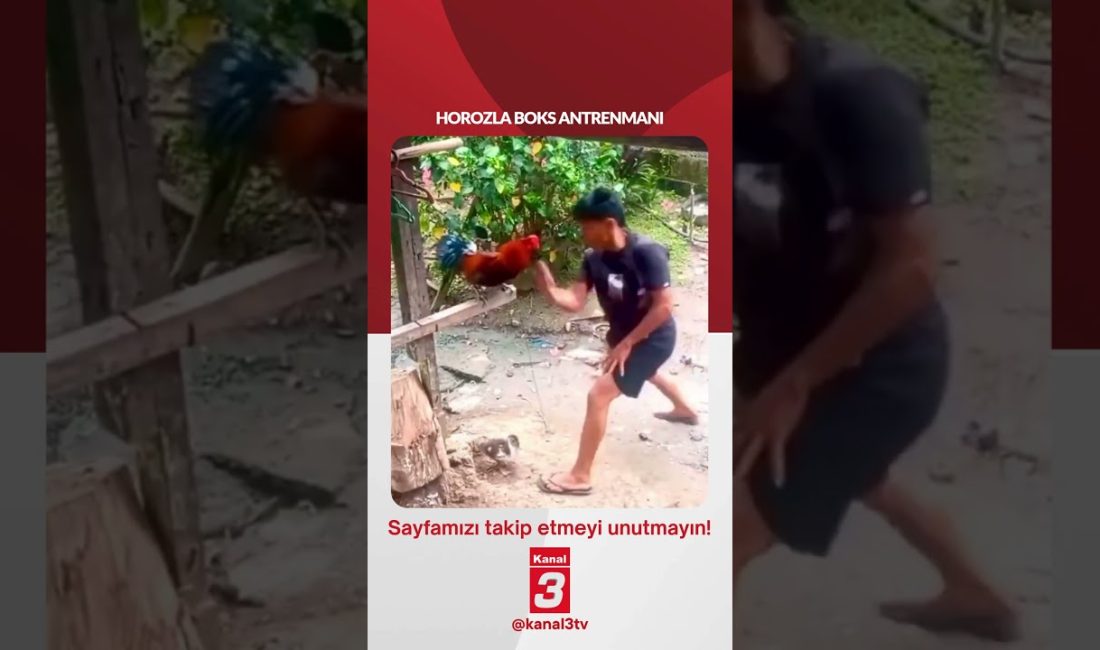 Horozla boks antrenmanı… 📶https://kanal3.com.tr/ Sosyal Medya Hesaplarımızı Takip Ederek Son