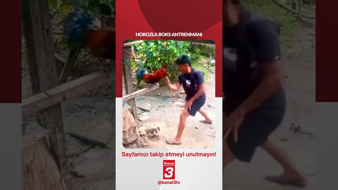 Horozla boks antrenmanı… 📶https://kanal3.com.tr/ Sosyal Medya Hesaplarımızı Takip Ederek Son
