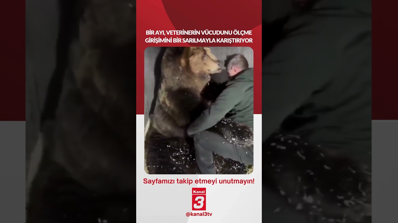 Bir ayı, veterinerin vücudunu ölçme girişimini bir sarılmayla karıştırıyor… 📶https://kanal3.com.tr/