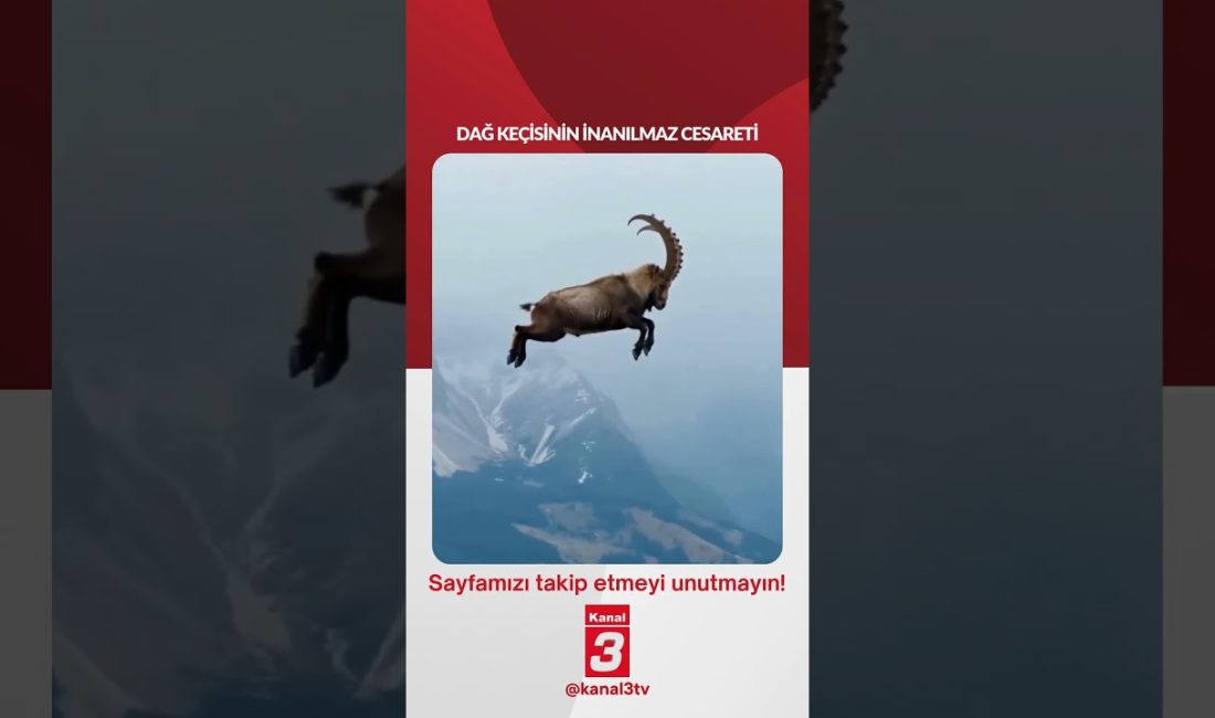 Dağ keçisinin inanılmaz cesareti! 📶https://kanal3.com.tr/ Sosyal Medya Hesaplarımızı Takip Ederek