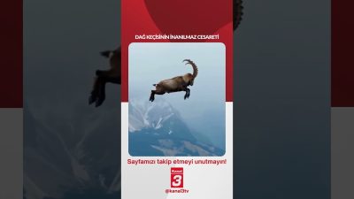 Dağ keçisinin inanılmaz cesareti! 📶https://kanal3.com.tr/ Sosyal Medya Hesaplarımızı Takip Ederek