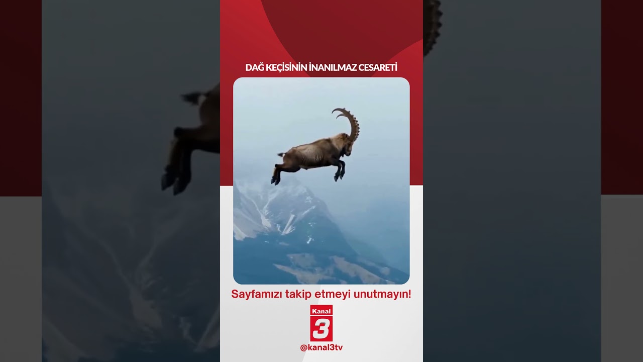 Dağ keçisinin inanılmaz cesareti! 📶https://kanal3.com.tr/ Sosyal Medya Hesaplarımızı Takip Ederek