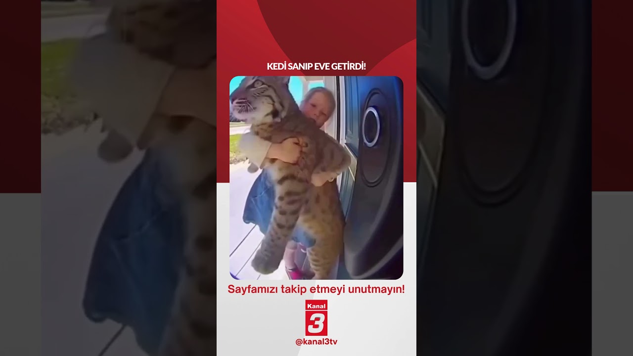 Kedi sanıp eve getirdi! 📶https://kanal3.com.tr/ Sosyal Medya Hesaplarımızı Takip Ederek