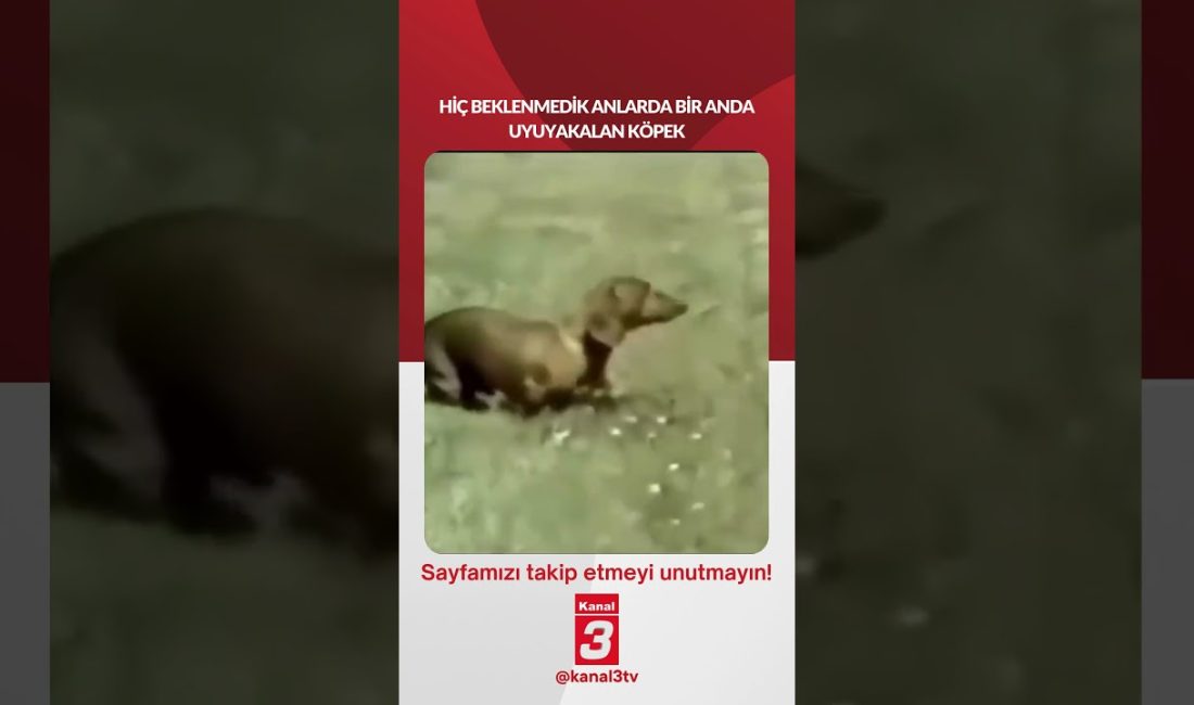 Hiç beklenmedik anlarda bir anda uyuyakalan köpek… 📶https://kanal3.com.tr/ Sosyal Medya