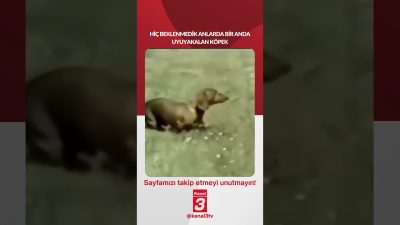 Hiç beklenmedik anlarda bir anda uyuyakalan köpek… 📶https://kanal3.com.tr/ Sosyal Medya