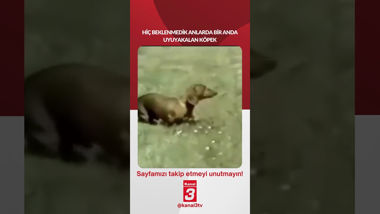 Hiç beklenmedik anlarda bir anda uyuyakalan köpek… 📶https://kanal3.com.tr/ Sosyal Medya