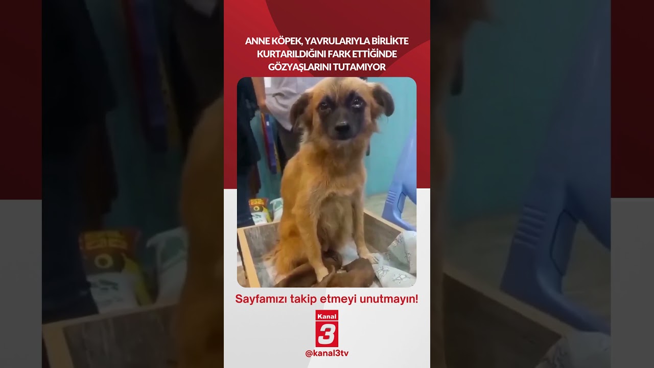 Anne köpek, yavrularıyla birlikte kurtarıldığını fark ettiğinde gözyaşlarını tutamıyor… 📶https://kanal3.com.tr/