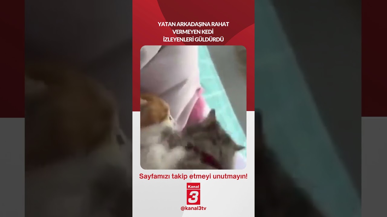 Yatan arkadaşına rahat vermeyen kedi izleyenleri güldürdü… 📶https://kanal3.com.tr/ Sosyal Medya