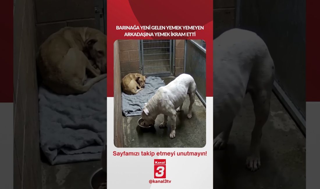 Barınağa yeni gelen yemek yemeyen arkadaşına yemek ikram etti… 📶https://kanal3.com.tr/