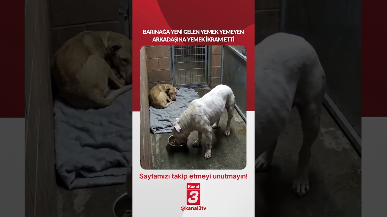 Barınağa yeni gelen yemek yemeyen arkadaşına yemek ikram etti… 📶https://kanal3.com.tr/