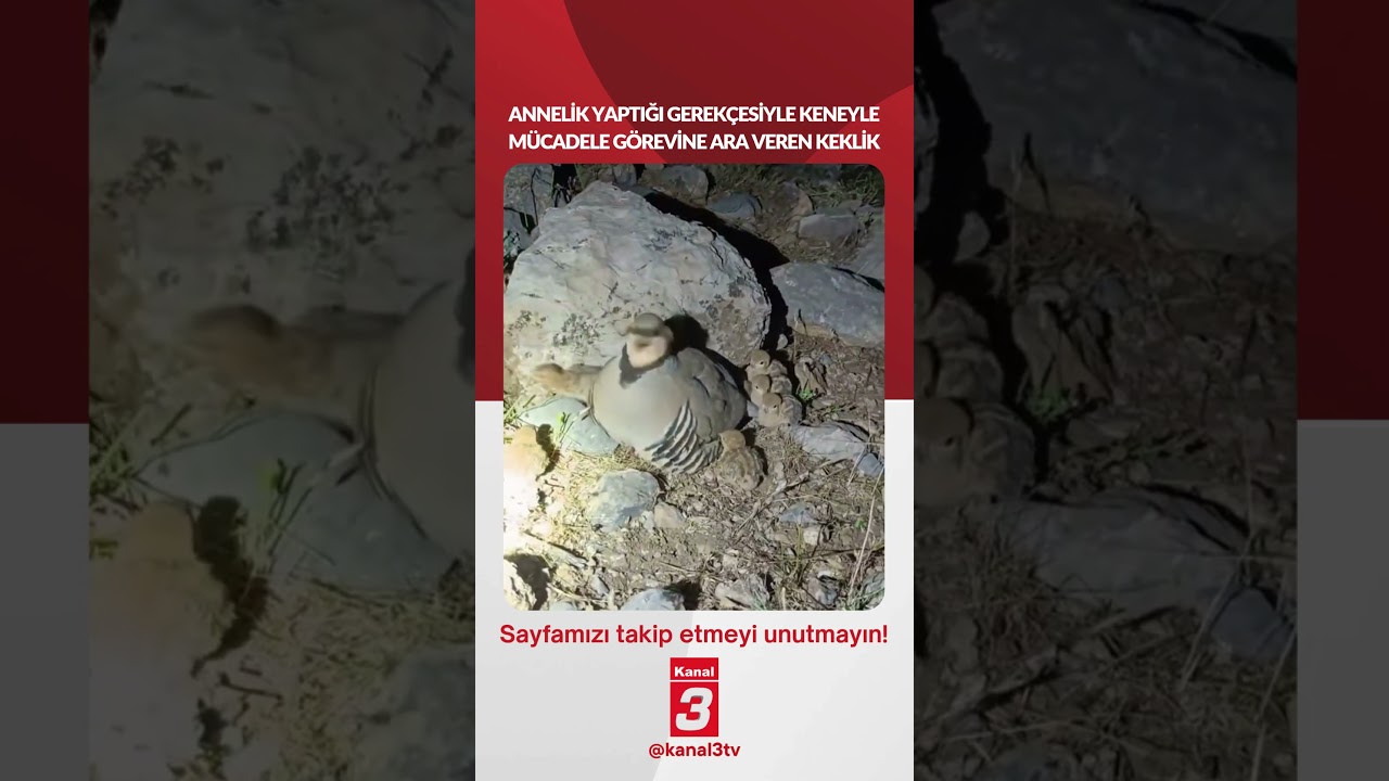Annelik yaptığı gerekçesiyle keneyle mücadele görevine ara veren keklik… 📶https://kanal3.com.tr/
