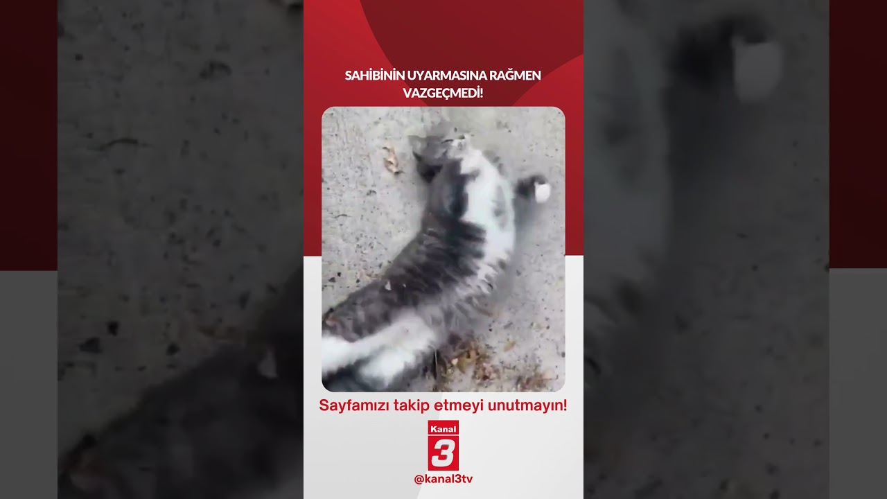 Sahibinin uyarmasına rağmen vazgeçmedi! 📶https://kanal3.com.tr/ Sosyal Medya Hesaplarımızı Takip Ederek