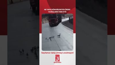 Ne yapacağını bilemeyen ördek yavrularını terk etti! 📶https://kanal3.com.tr/ Sosyal Medya