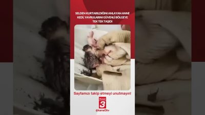 Kanal 3Per, Temmuz 30, 2026 12:00pmURL:Embed:Selden kurtarıldığını anlayan anne kedi,