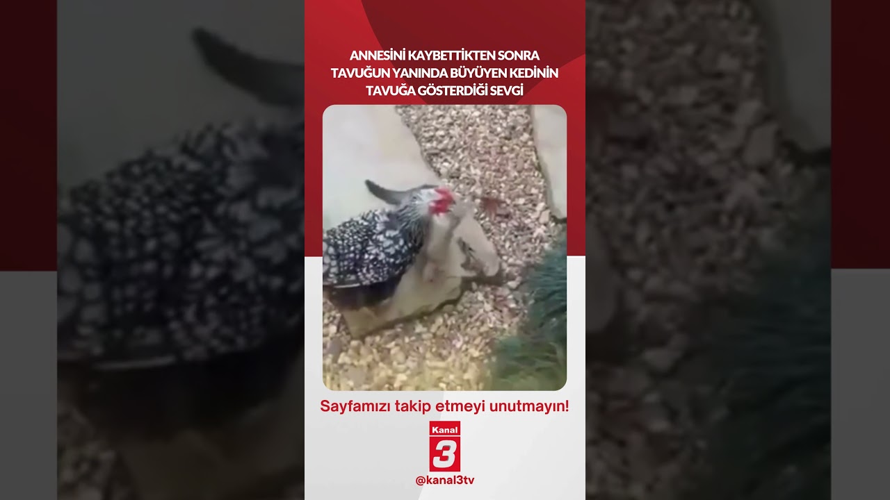 Annesini kaybettikten sonra tavuğun yanında büyüyen kedinin tavuğa gösterdiği sevgi…