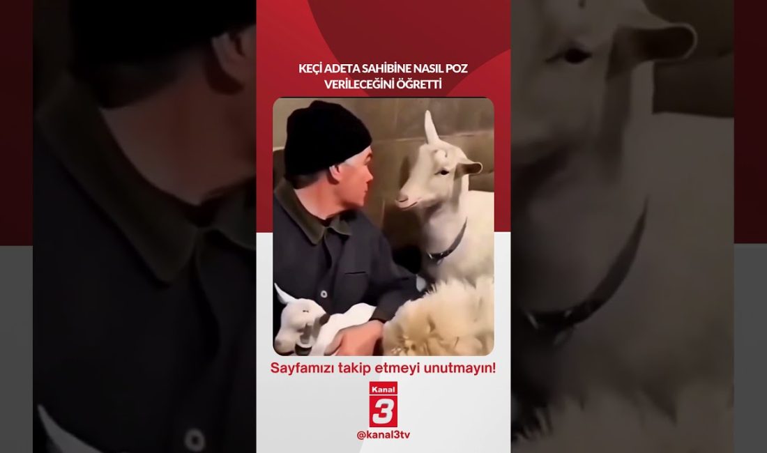 Keçi adeta sahibine nasıl poz verileceğini öğretti… 📶https://kanal3.com.tr/ Sosyal Medya