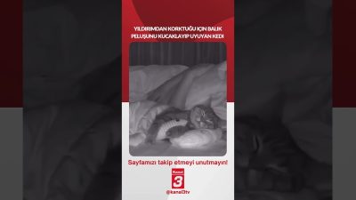 Yıldırımdan korktuğu için balık peluşunu kucaklayıp uyuyan bu kedi… 📶https://kanal3.com.tr/