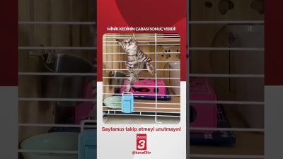 Minik kedinin çabası sonuç verdi! 📶https://kanal3.com.tr/ Sosyal Medya Hesaplarımızı Takip