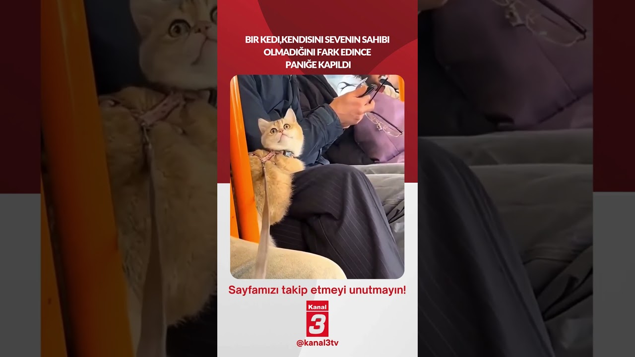 Bir kedi, kendisini sevenin sahibi olmadığını fark edince paniğe kapıldı…