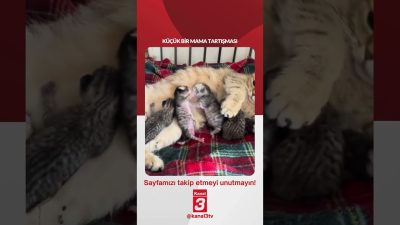 Küçük bir mama tartışması… 📶https://kanal3.com.tr/ Sosyal Medya Hesaplarımızı Takip Ederek